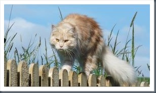Rosie - one of Peter and Maureen Scargill's cats