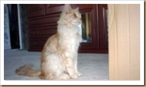 Mum Rosie keeping an eye on the kittens