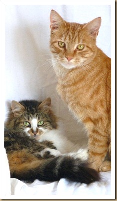 Ollie (the large one) and Petal (the tiny one)
