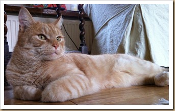 Simba - who is Ollie's brother